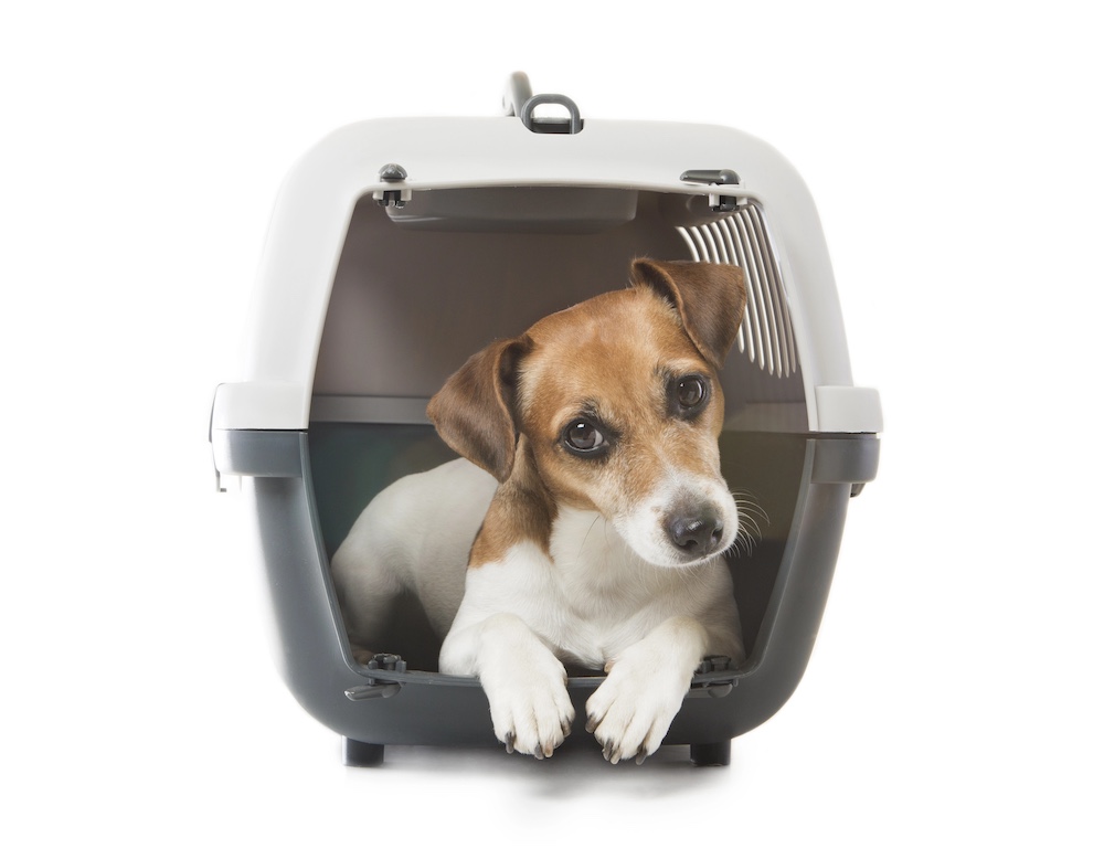 Dog In Crate | PR Crisis Case Study | DeWinter Marketing & PR